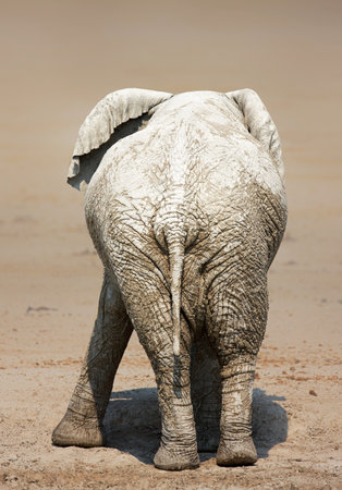 Rear view of a very muddy elephant on salty  plains of Etosha National Parkの写真素材