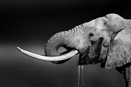 Elephant bull with large tusks drinking water. Close-up portrait with side view in Addo National Parkの写真素材