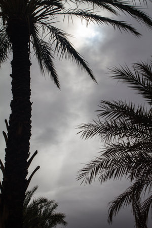 Silhouette of palmtreesの写真素材