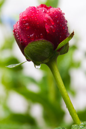 Raindrops on a red tulipの写真素材