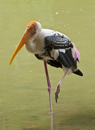 Stork on one leg with green backgroundの写真素材