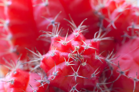 Red cactusの写真素材