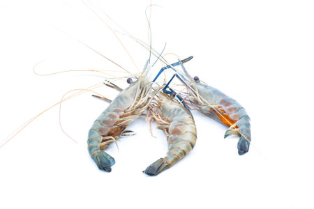 Fresh water Crayfish on isolated backgroundの写真素材