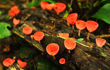 Orange burn cup mushroom or champagne mushrooms, in Thailandの写真素材