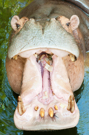 Hippopotamus open its mouth
