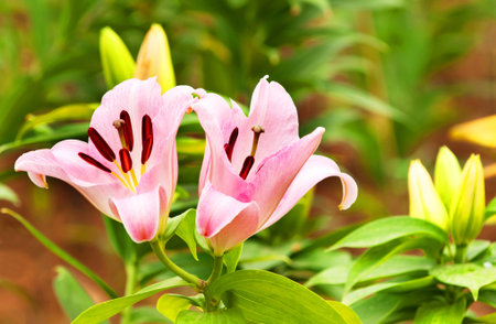 Pink lily in gardenの写真素材