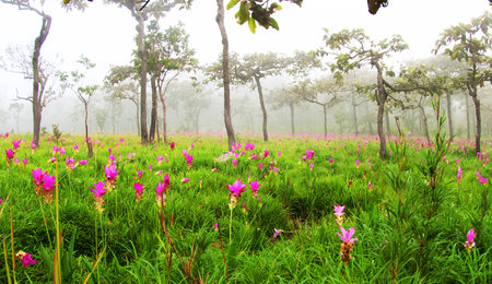 Wild flowers siam tulips blooming in the jungle in Chaiya phoomの写真素材