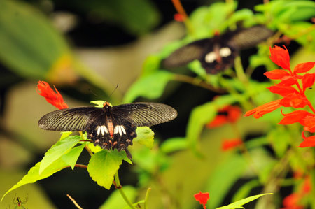 butterfly fly in morning natureの写真素材