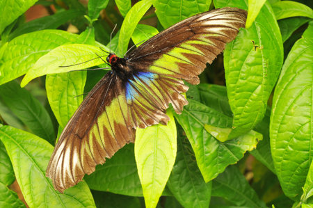 butterfly fly in morning natureの写真素材