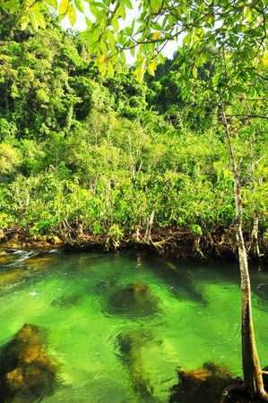 Tha Pom nature trail and Crystal stream, Krabi, Thailand の写真素材