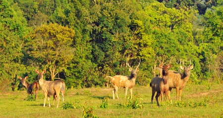 Herds of deer in thailand の写真素材