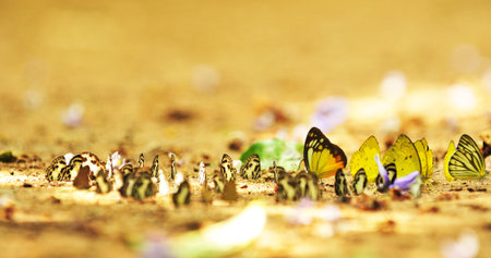 butterflyの写真素材