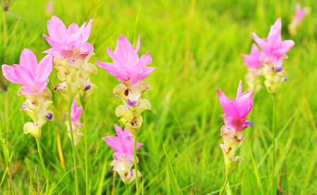 Siam tulip at Chaiyaphum Province, Thailand の写真素材