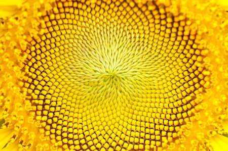 Closeup of sunflower の写真素材