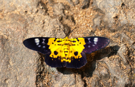 yellow butterflyの写真素材