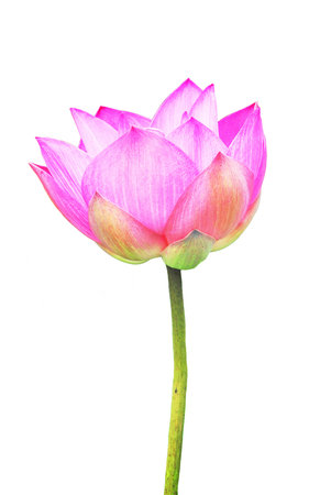 blossom lotus flowerの写真素材