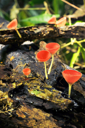 Orange mushroom or Champagne mushroom in rain forest, Thailand  の写真素材