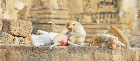 Monkeys in Lopburi, Thailand