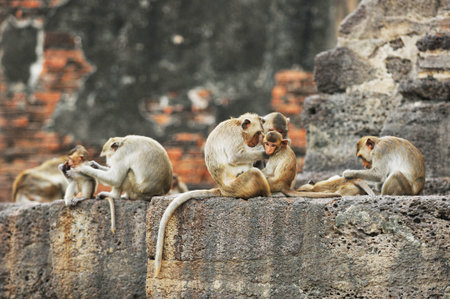 Monkeys in Lopburi, Thailandの写真素材