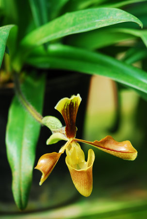 Lady Slipper Orchid Paphiopedilum の写真素材