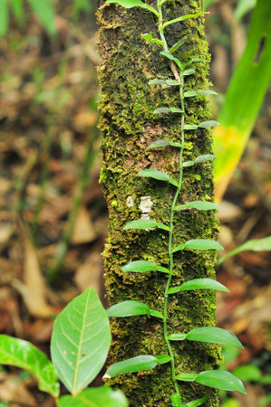 tropical rain forest