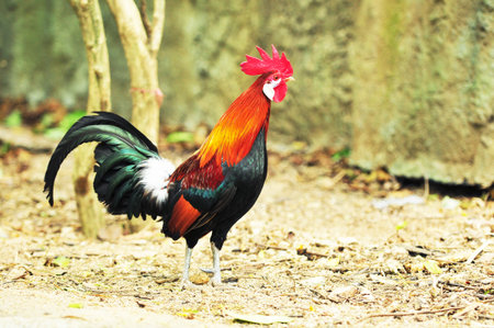 Domestic fowl 
