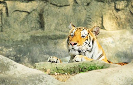 asian tiger on rock の写真素材
