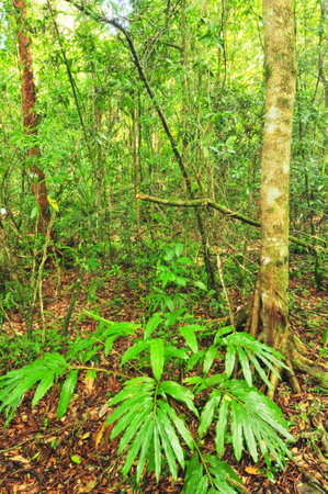 Rain forest in thailandの写真素材