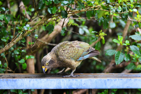 Kea, alpine parrot only found in New Zealandの写真素材