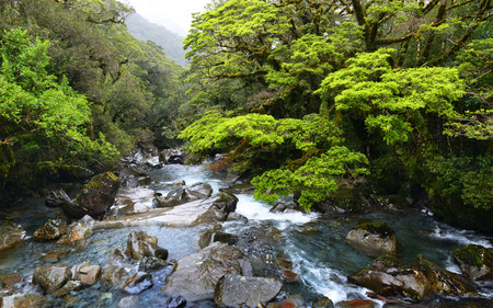Forest River and Mountains, New Zealandの写真素材