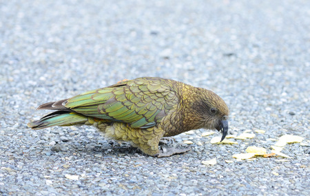 Kea, alpine parrot only found in New Zealand.の写真素材