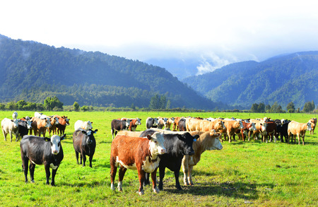Cattle enjoying the lush green pastures of New Zealand's country sideのeditorial素材