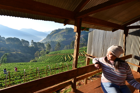 CHIANG MAI, THAILAND-JANUARY 12 : Asian woman traveller looking beautiful landscape of strawberry field on JANUARY 12, 2016 at Doi Ang Khang , Chiang Mai, Thailand.のeditorial素材
