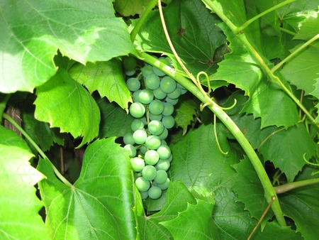 bunch of grapes and leavesの写真素材