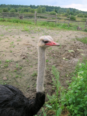 Ostrich on a walk in the pen on the farmの写真素材