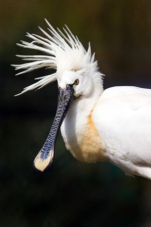Eurasian Spoonbill in summer breeding plumage close upの写真素材