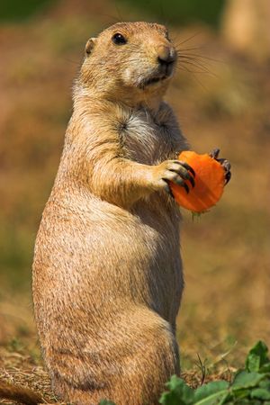 Black Tailed Prairie Marmot feeding