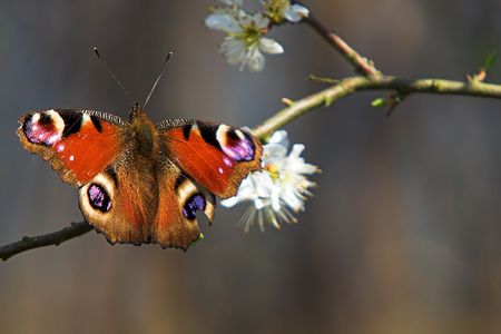 Peacock Butterfly enjoying the afternoon sun の写真素材