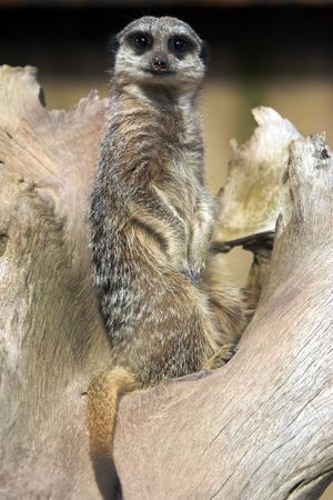 Meerkat (Suricata suricatta) watching for predatorsの写真素材