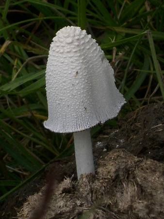 Mushroom on dung