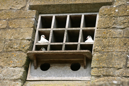 Doves in a dovecote built into wallの写真素材
