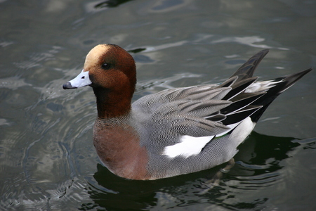 Wigeon duck floating on the water and looking attentiveの写真素材