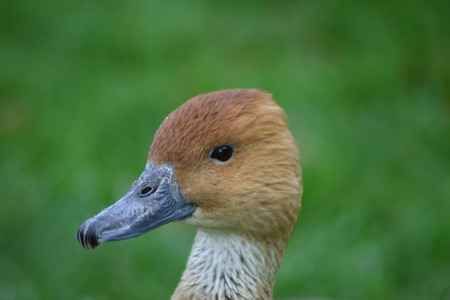 Head of cute duckの写真素材