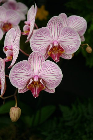 Pink veined white orchid flowerの写真素材