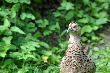 Female pheasantの写真素材