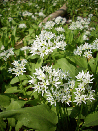 Wild garlic in woodland