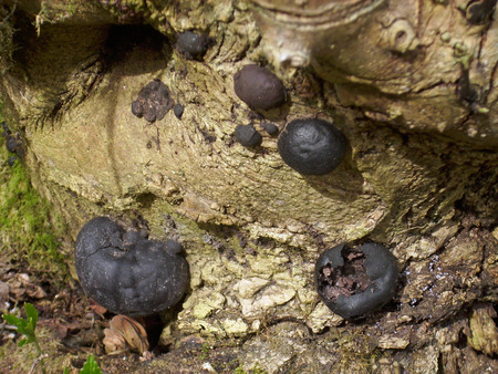 King Alfred's Cakes fungus