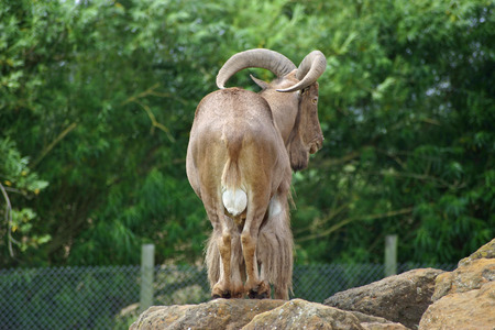 Barbary sheepの写真素材