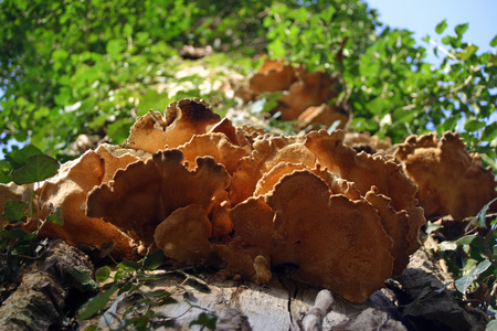 Bracket fungi on treeの写真素材