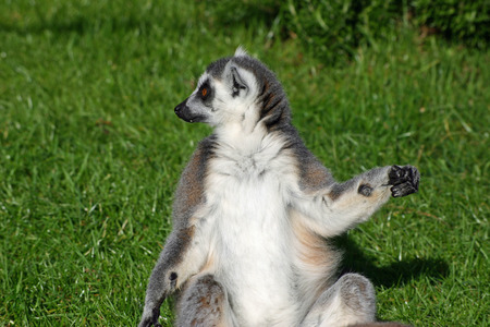 Ring-tailed lemur (Lemur catta)